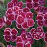 Dianthus X Fire and Ice Pinks