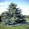 Picea Engelmannii White Spruce