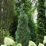 Chamaecyparis Lawsoniana Pinpoint Blue Lawson Falsecypress