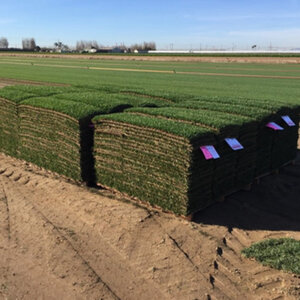 Fescue Sod Marathon II Dwarf Tall Fescue (per sq. ft.)