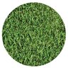 Fescue Sod Bolero Dwarf Tall Fescue (per sq. ft.)