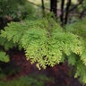 Chamaecyparis Obtusa Goldilocks Hinoki Falsecypress