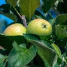 Malus Domestica Colonade Bolero Columnar Apple