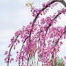 Cercis Canadensis Golden Falls Weeping Eastern Redbud