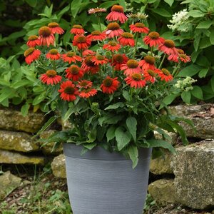 Echinacea X Hybrida Artisan Red Ombre Coneflower