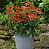 Echinacea X Hybrida Artisan Red Ombre Coneflower