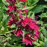 Lobelia Speciosa Starship Deep Rose Cardinal Flower