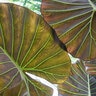 Alocasia x Regal Shields Elephant Ear
