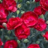 Dianthus Pretty Poppers Electric Red Pinks 1 gal. Container