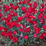 Dianthus Pretty Poppers Electric Red Pinks 1 gal. Container