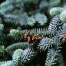 Abies Pinsapo Glauca Spanish Fir