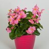 Begonia X Hybrida Tophat Pink Interspecific Begonia