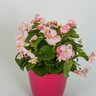 Begonia Tophat Rose Cane Begonia