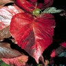 Acalypha Wilkesiana Jacobs Coat