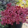 Petrosedum (Sedum) rupestre SunSparkler Wildfire Stonecrop