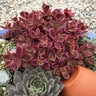 Petrosedum (Sedum) rupestre SunSparkler Wildfire Stonecrop