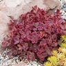 Petrosedum (Sedum) rupestre SunSparkler Wildfire Stonecrop