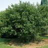 Aronia Melanocarpa var. Elata Glossy Black Chokeberry