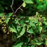 Aronia Melanocarpa var. Elata Glossy Black Chokeberry