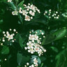 Aronia Melanocarpa var. Elata Glossy Black Chokeberry