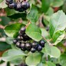 Aronia Melanocarpa var. Elata Glossy Black Chokeberry