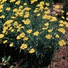 Achillea Filipendulina Yarrow