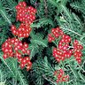 Achillea Millefolium Red Beauty Yarrow