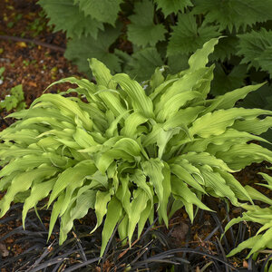 Hosta Curly Fries Plantain Lily