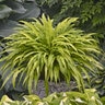 Hosta Curly Fries Plantain Lily True 1 gal. Container