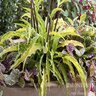 Hosta Curly Fries Plantain Lily True 1 gal. Container