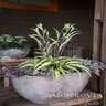 Hosta Curly Fries Plantain Lily True 1 gal. Container