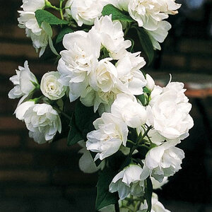 Philadelphus X Snow White Mock Orange