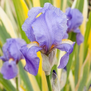 Iris Pallida Variegata Zebra Iris
