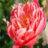 Paeonia Lactiflora Coral Sunset Peony