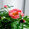 Paeonia Lactiflora Coral Sunset Peony