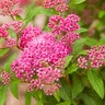 Spiraea X Bumalda Superstar Spirea 2 gal. Container