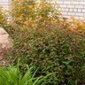 Spiraea X Bumalda Superstar Spirea 2 gal. Container