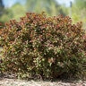 Spiraea X Bumalda Superstar Spirea 2 gal. Container