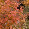 Spiraea X Bumalda Superstar Spirea 2 gal. Container