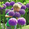 Allium Bulb Giganteum Gladiator Ornamental Onion 20 Count Bag