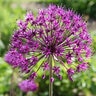 Allium Bulb Tall Purple Sensation Ornamental Onion 100 Count Bag