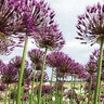Allium Bulb Tall Purple Sensation Ornamental Onion 100 Count Bag