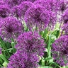 Allium Bulb Tall Purple Sensation Ornamental Onion 100 Count Bag