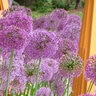 Allium Bulb Tall Purple Sensation Ornamental Onion 100 Count Bag