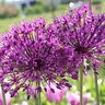 Allium Bulb Tall Purple Sensation Ornamental Onion 100 Count Bag