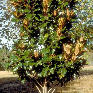 Magnolia Grandiflora Hasse Southern Magnolia