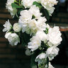 Philadelphus X Snow White Mock Orange Tree Form Standard 2 gal. Container