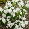 Philadelphus X Snow White Mock Orange Tree Form Standard 2 gal. Container