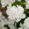 Philadelphus X Snow White Mock Orange Tree Form Standard 2 gal. Container