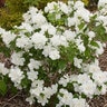 Philadelphus X Snow White Mock Orange Tree Form Standard 2 gal. Container